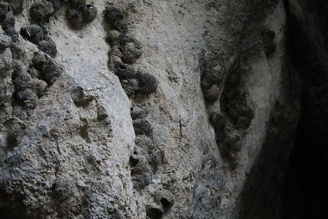 Clusters of mud swallow nests packed onto the rock wall inside Areni-1, the cave known as the Birds Cave