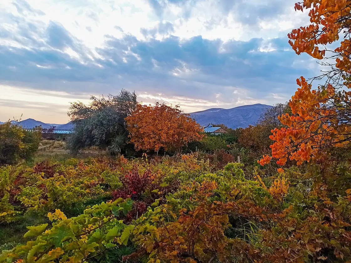 Autumn vineyards turning gold and red below the mountains in the Vayots Dzor wine region of Armenia