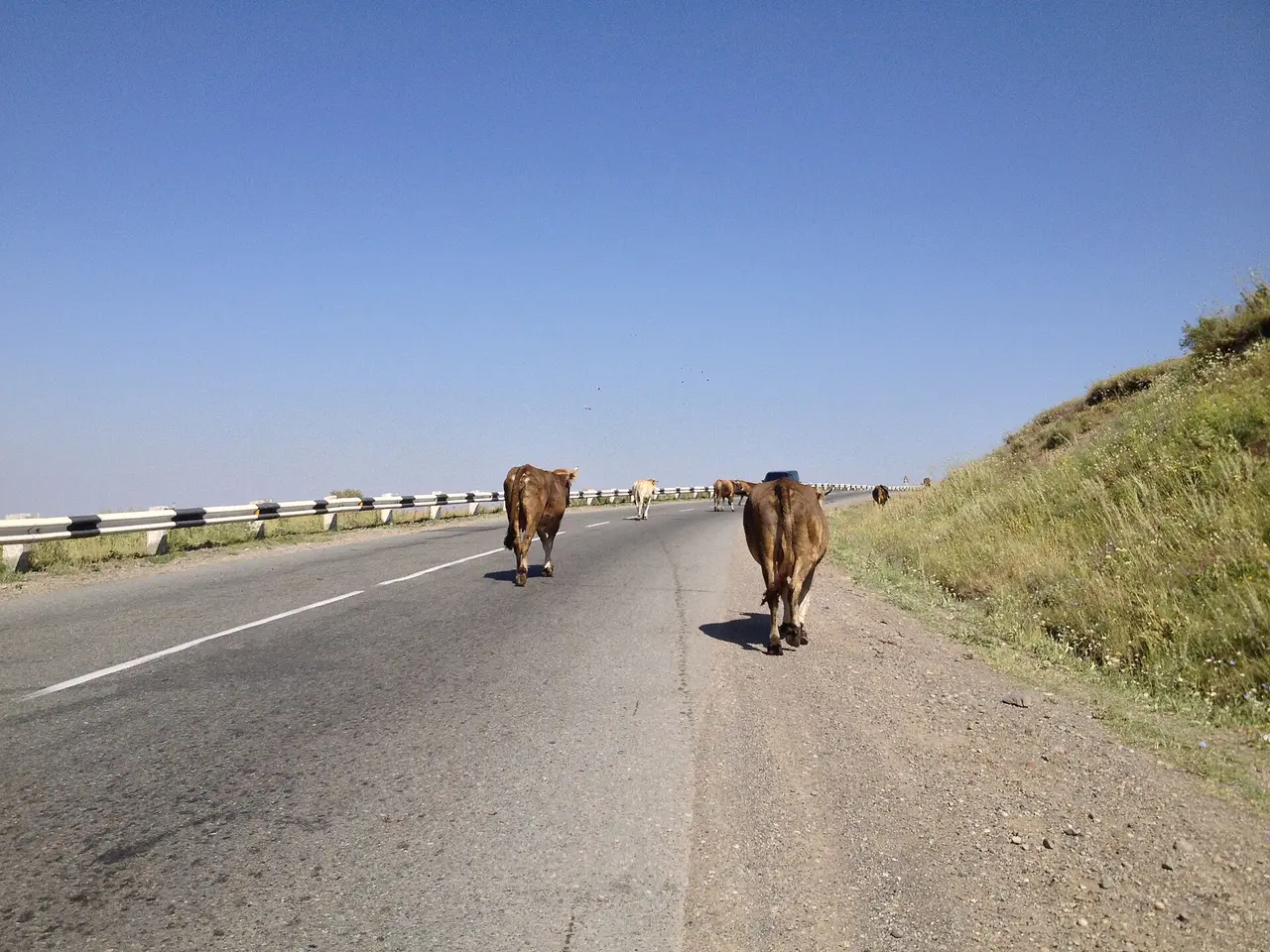 Two cows walking along the edge of an empty highway on open highland in Armenia
