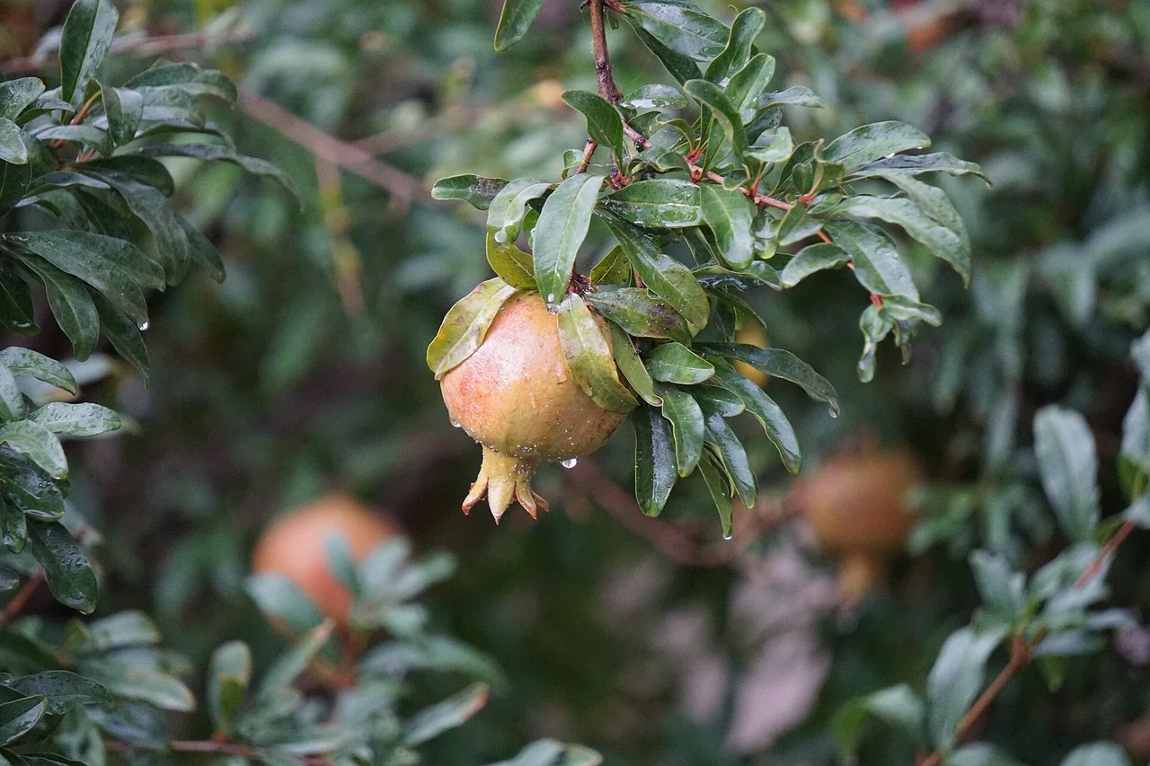 A ripening pomegranate hanging on a wet branch after rain in Ararat province