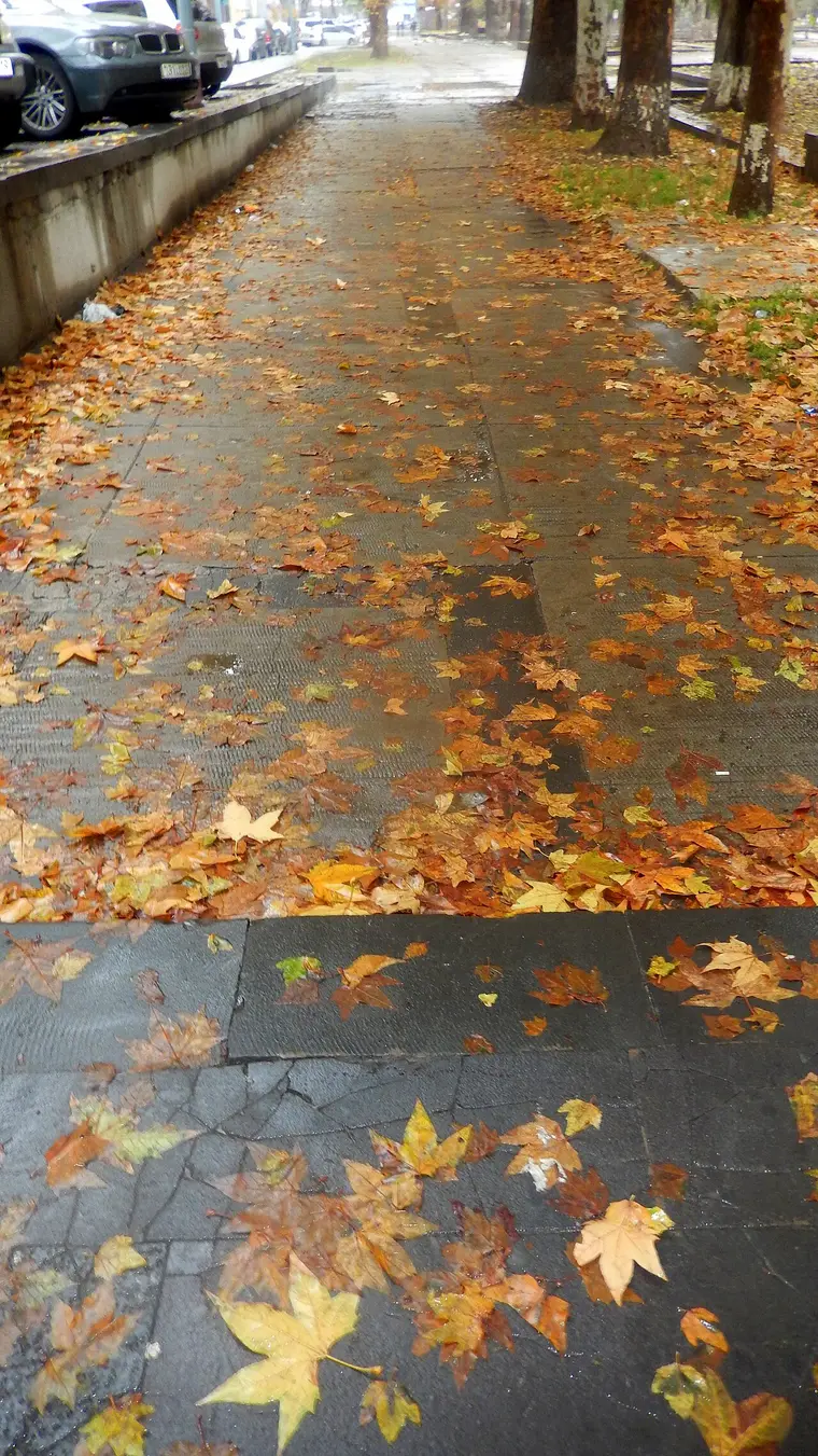 A Yerevan pavement covered in wet fallen plane leaves after October rain