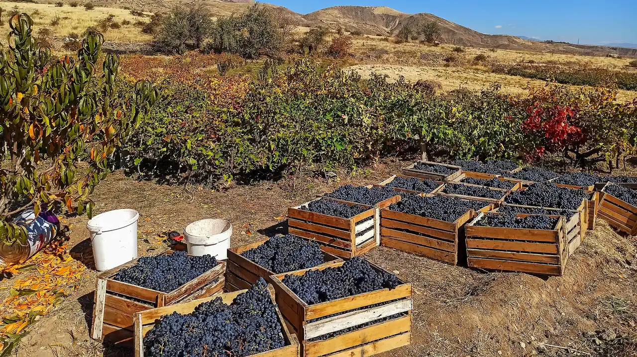 Wooden crates full of dark grapes standing in a vineyard at harvest time with bare hills behind