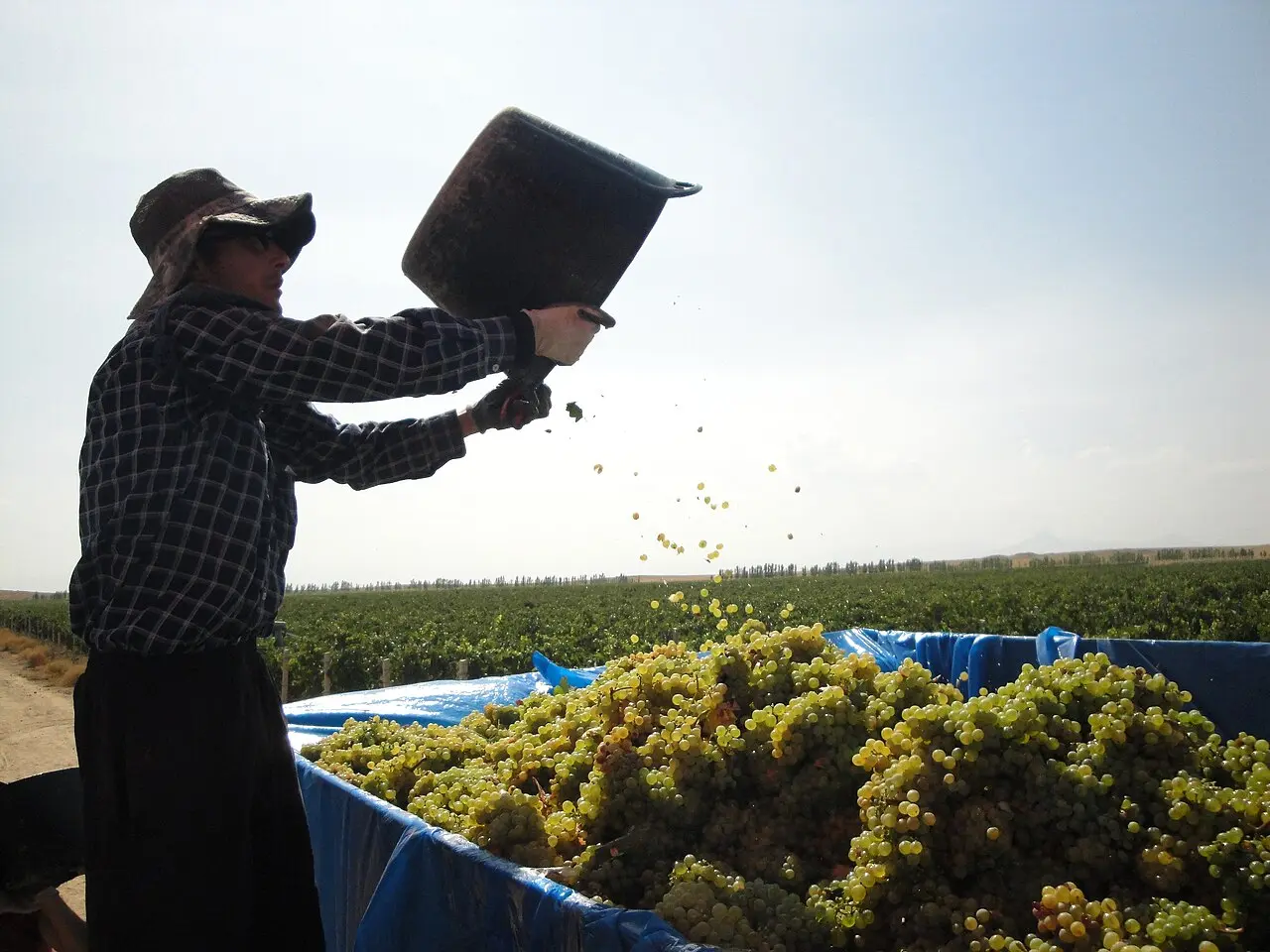 Crates of freshly picked grapes being weighed and loaded at a collection point in Armenia