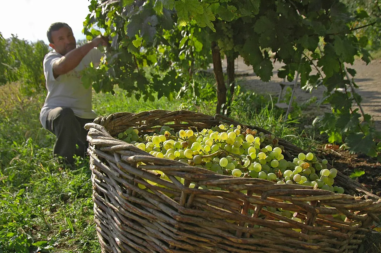 Pickers working along a row of vines during the grape harvest in Armenia