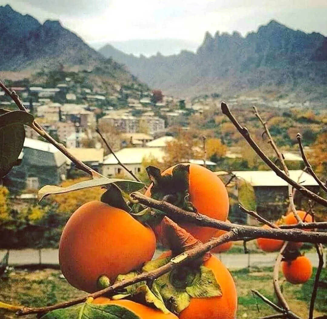 Ripe persimmons on a branch above the town of Meghri, with mountains behind, showing the areas subtropical microclimate