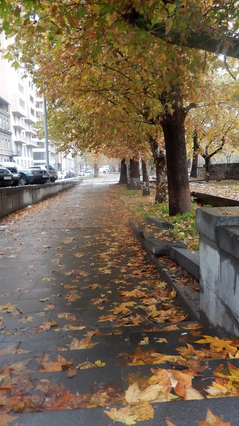A leafy Yerevan street in autumn with people walking under yellowing trees