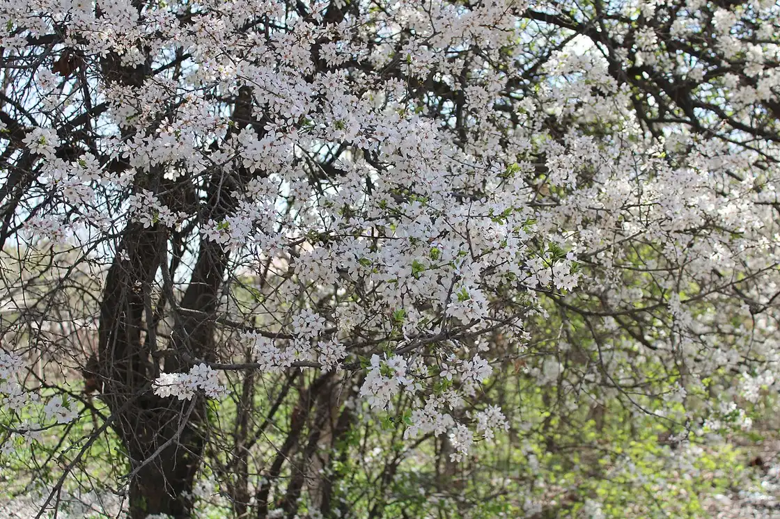 A fruit tree in full white blossom in spring in Ararat province, Armenia