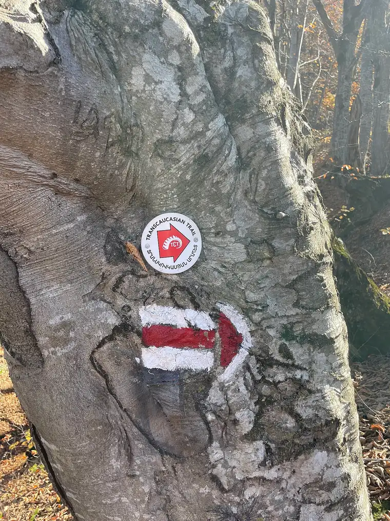 A red and white painted blaze and a round Transcaucasian Trail waymarker on a beech tree trunk in Dilijan forest