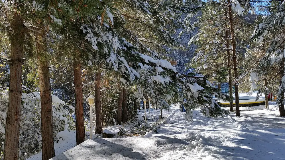 A snowy pine forest with a cleared path and park lamps at the Aghveran resort in the Kotayk hills