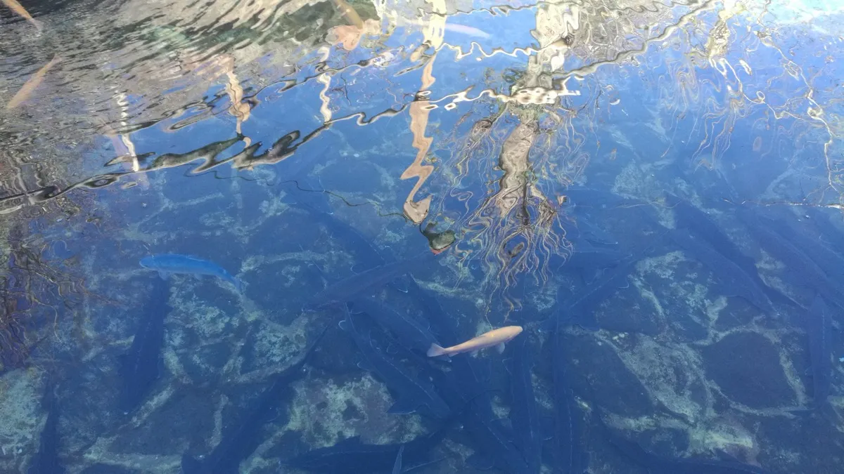 Trout swimming in the clear spring-fed pools of Cherkezi Dzor, with reflections of the canyon wall on the water