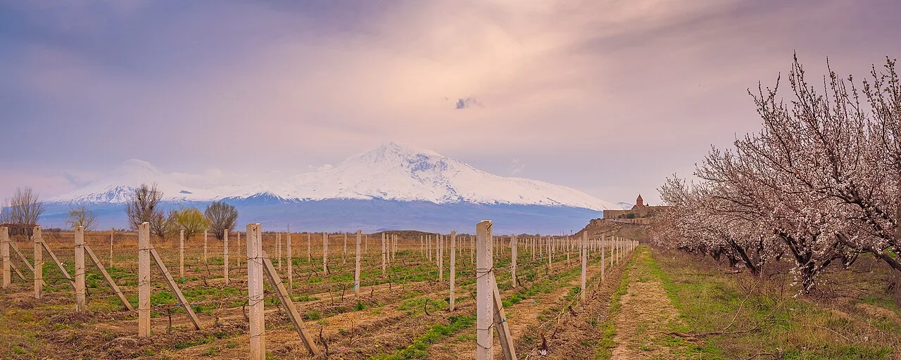 Blossoming orchards and vineyards on the Ararat plain below Khor Virap with Mount Ararat in the distance