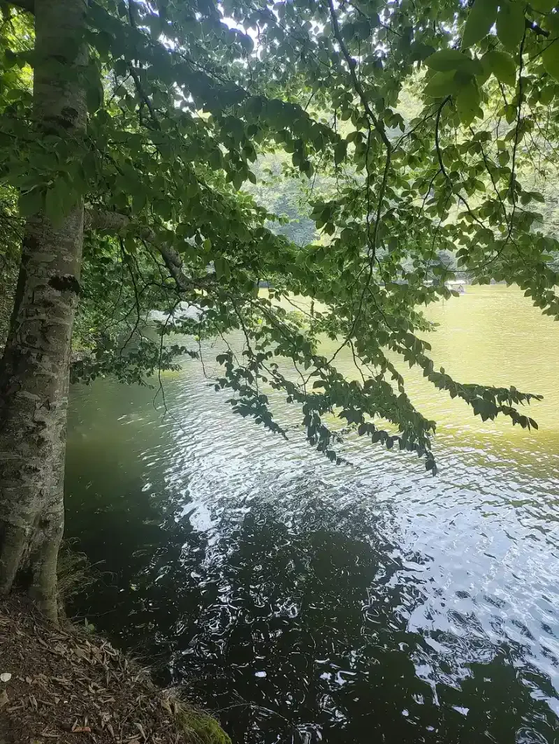 A grassy forest clearing with tall trees around Lake Parz in Dilijan National Park