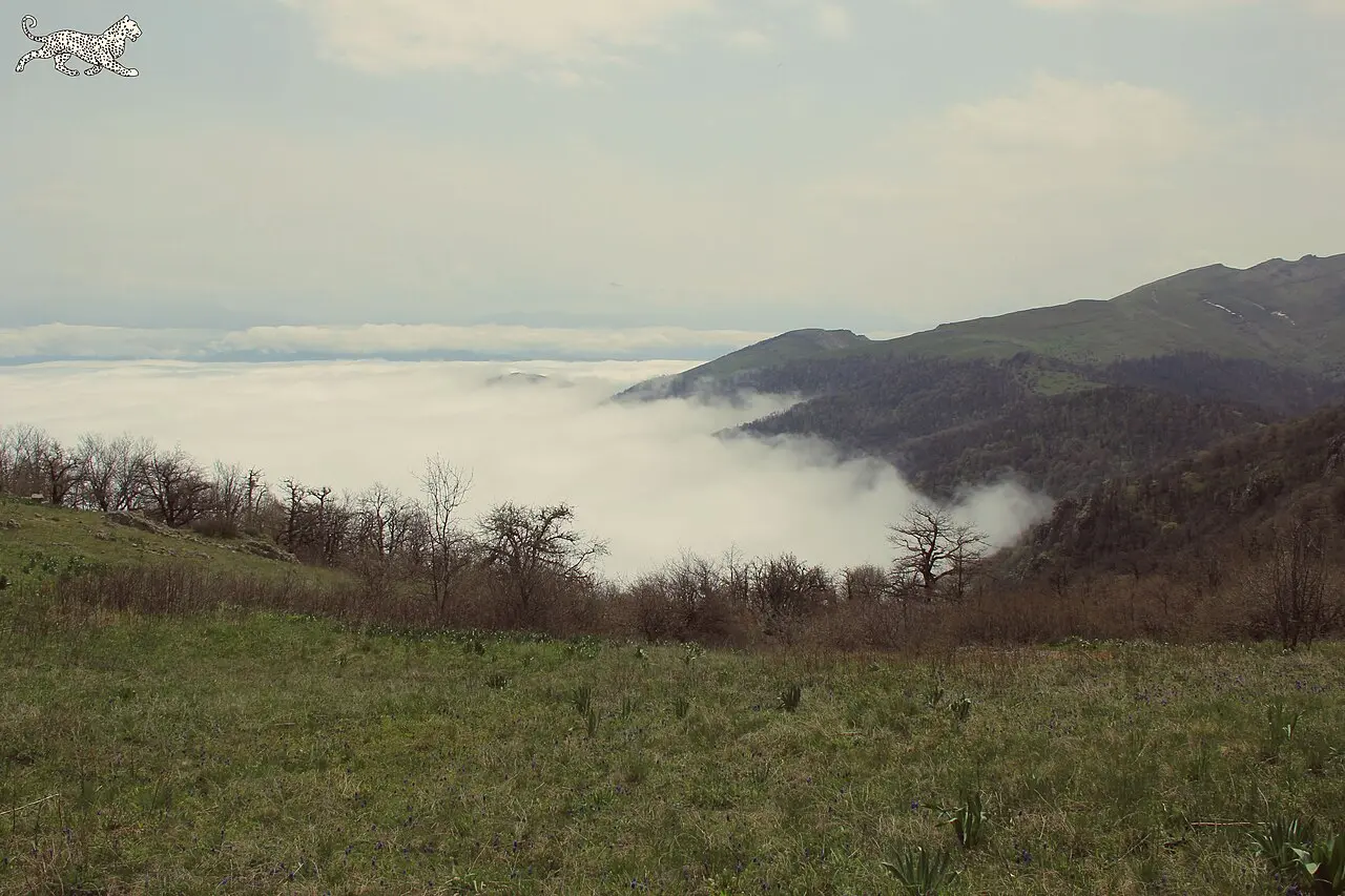 Dense green forest and a misty valley floor inside the Shikahogh State Reserve