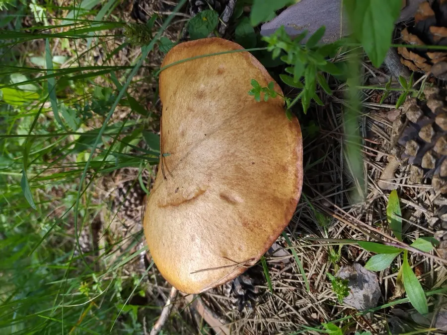 A wild mushroom growing among pine needles and grass on the forest floor in Dilijan National Park