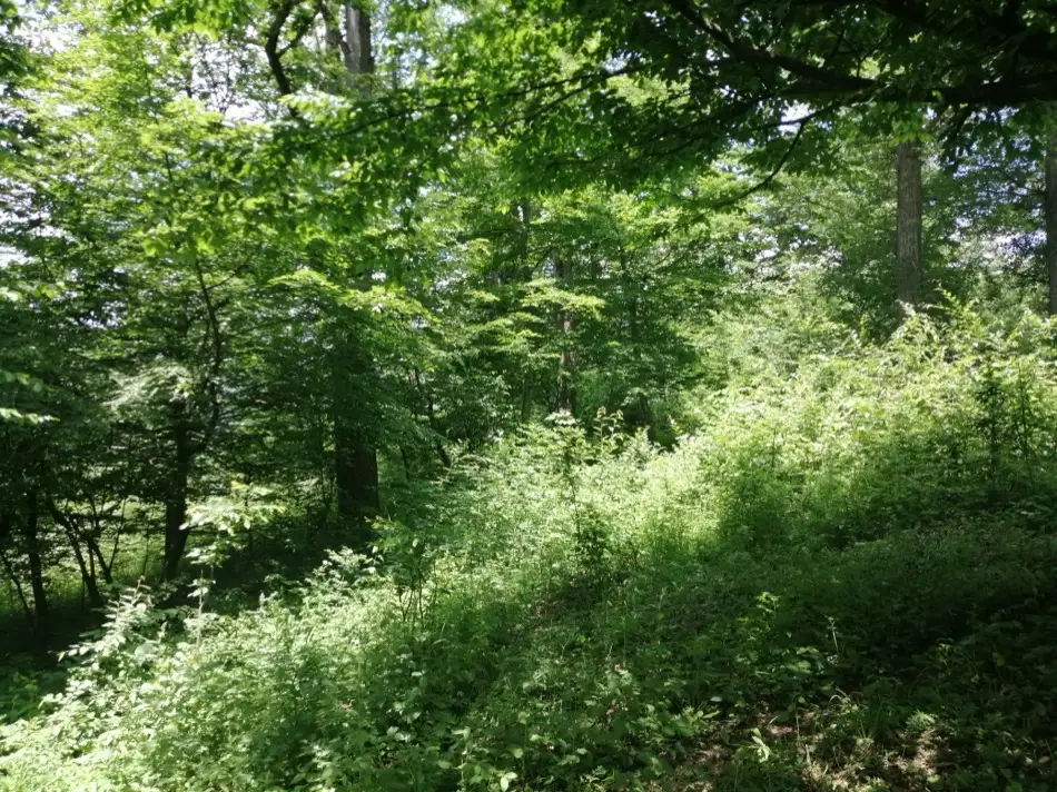 Dense beech forest and undergrowth along a hiking trail in Dilijan National Park