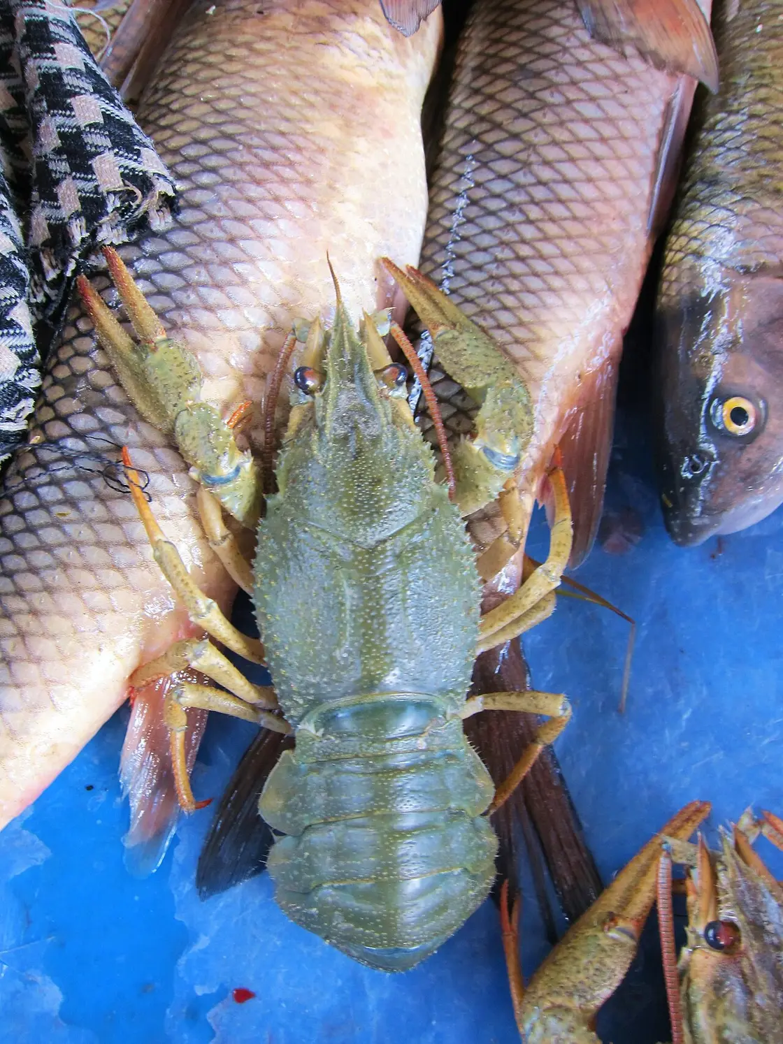 Fresh Lake Sevan trout (ishkhan) and a green crayfish laid out on a market table