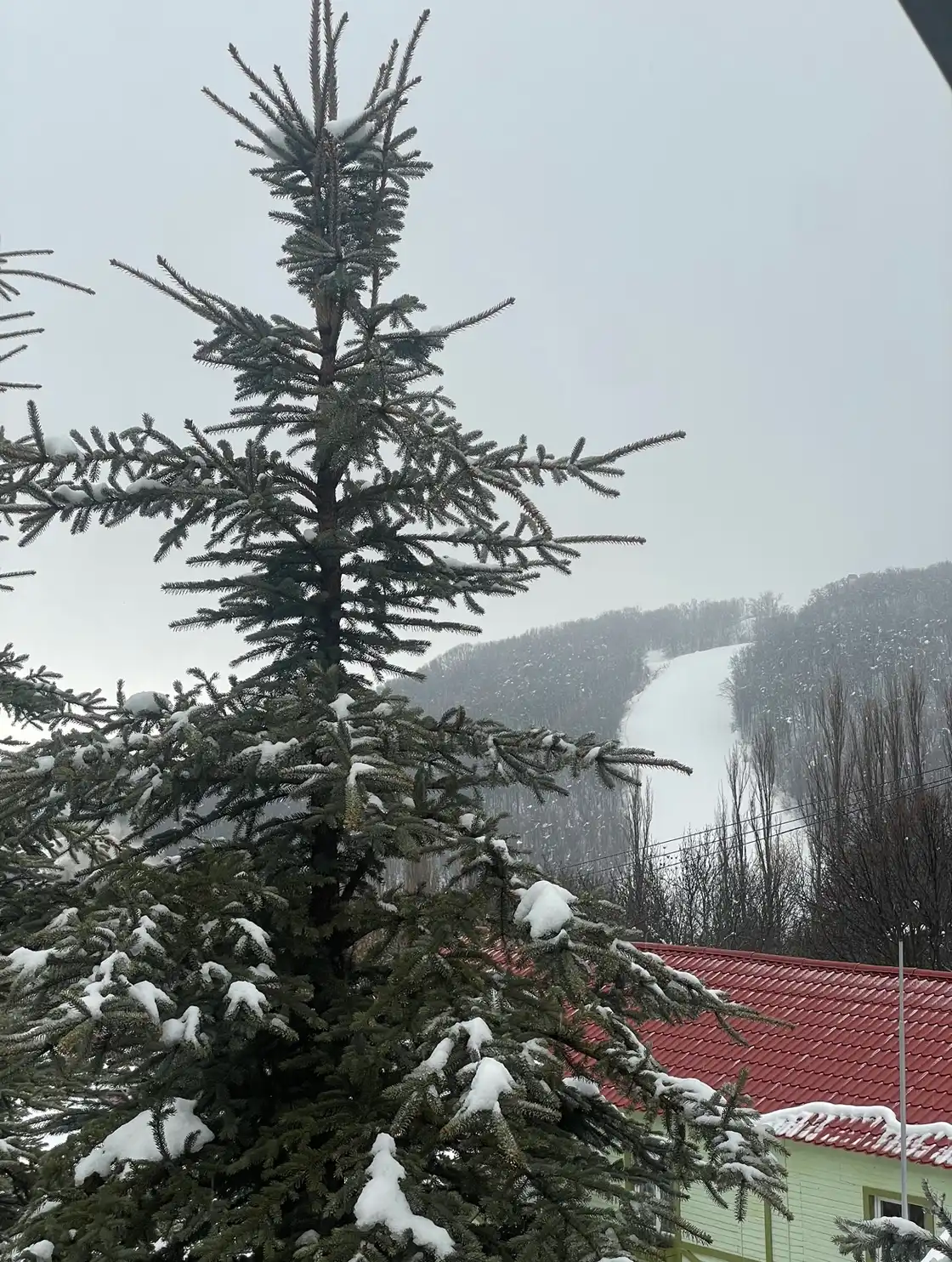 A snowy ski piste cut through the forested slopes above Tsaghkadzor seen from the resort on a grey winter day