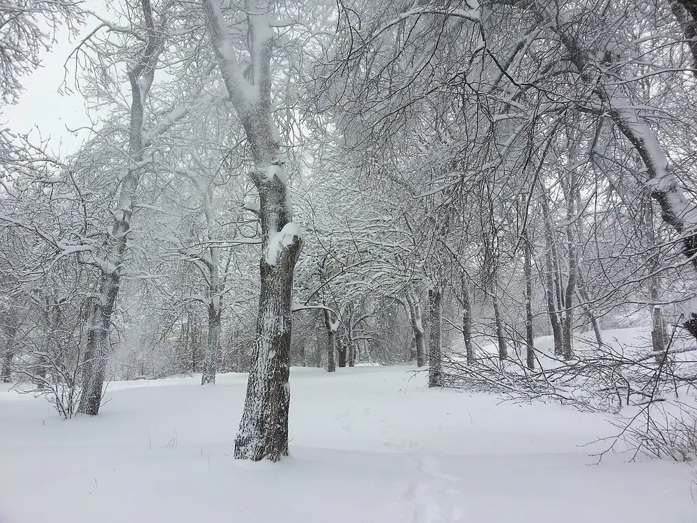 A quiet snow-laden forest of bare trees above Tsaghkadzor in deep winter