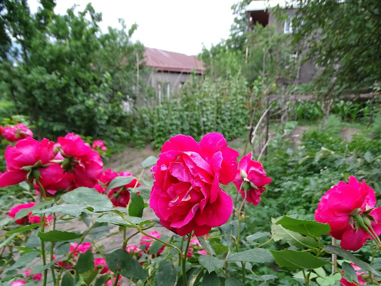 Red roses flowering in a green garden in front of a village guesthouse in Dilijan