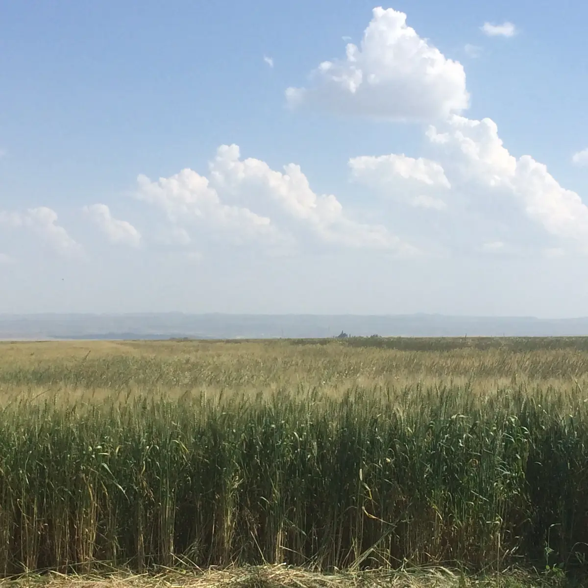 Green and gold buckwheat fields on the open Shirak plateau of northwestern Armenia